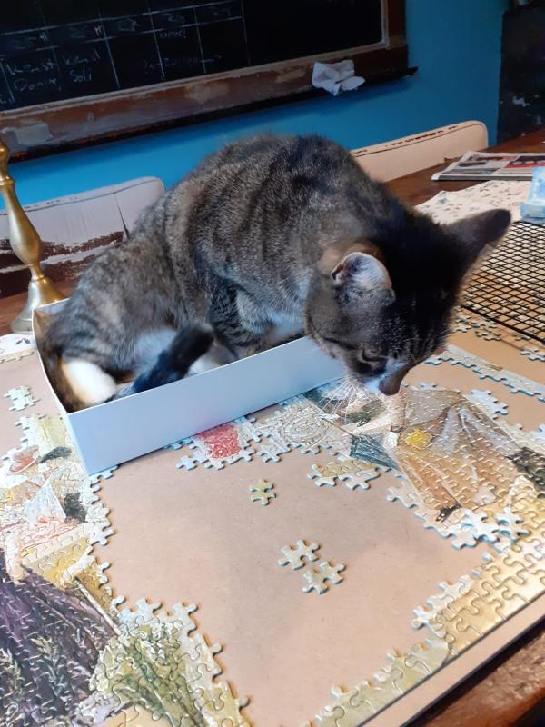 Guusje