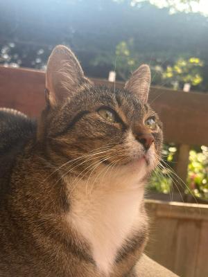 Guusje