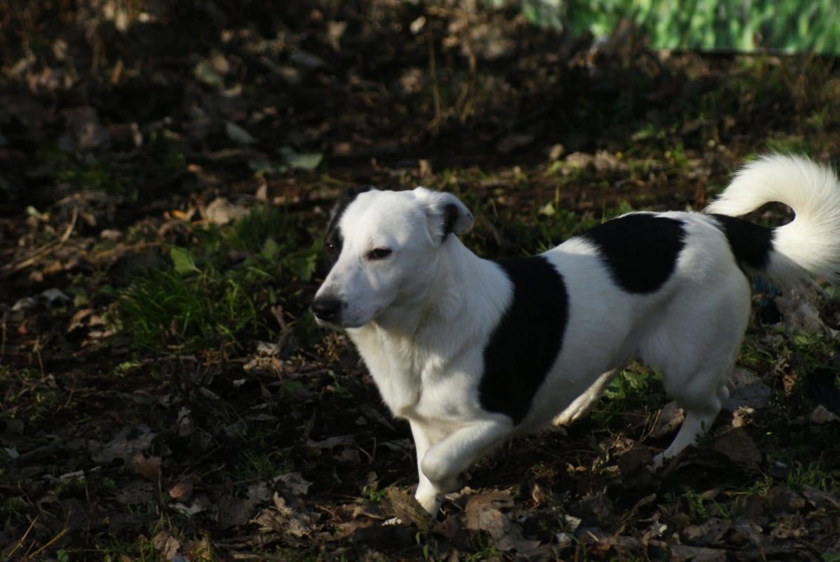 Daisy