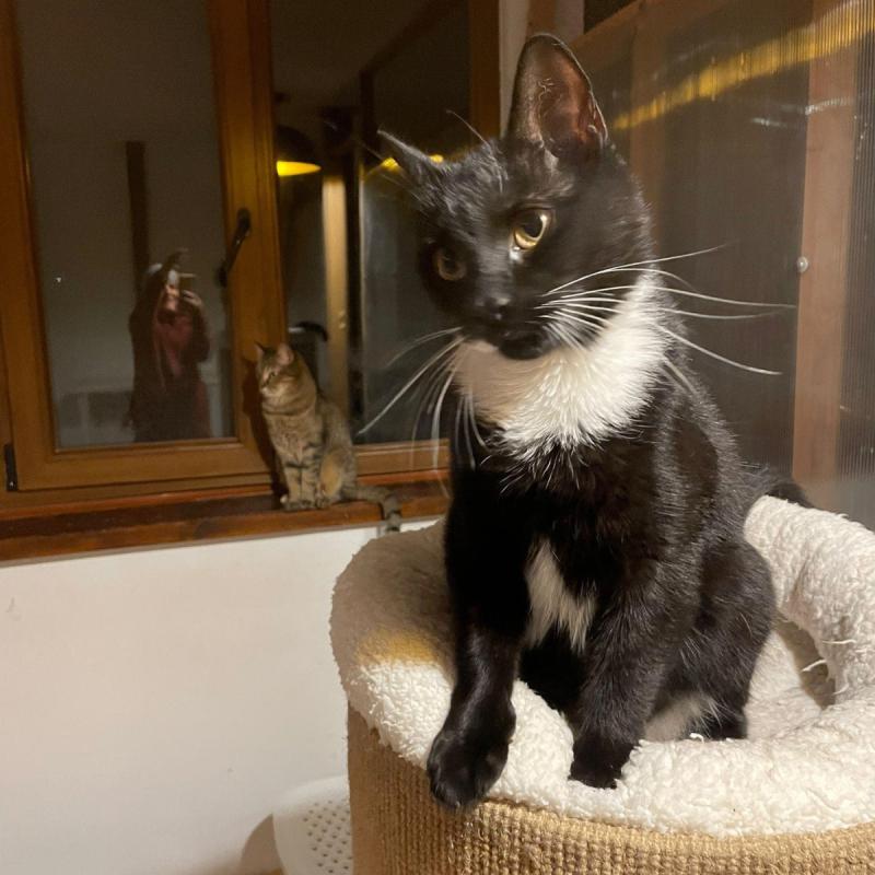 Perla