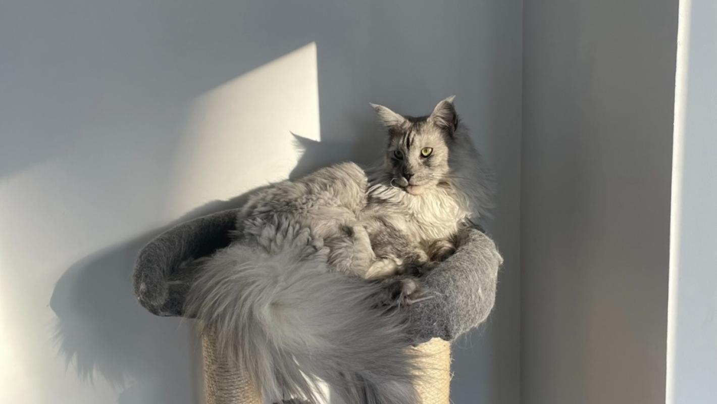 Trixie