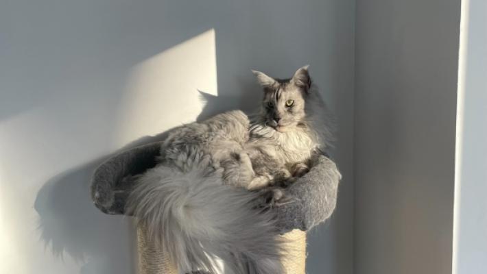 Trixie