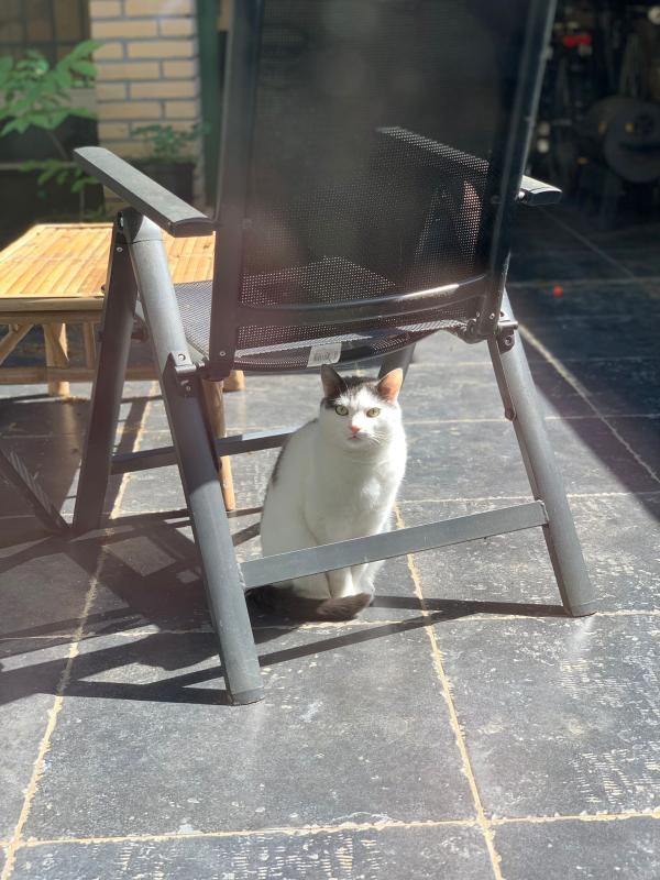 Boeffie
