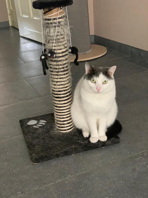 Boeffie