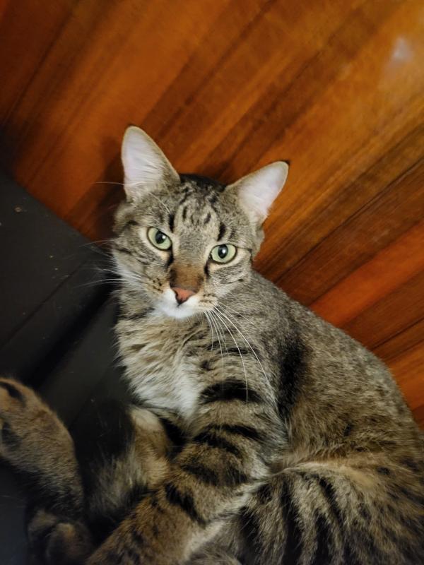 Bastian