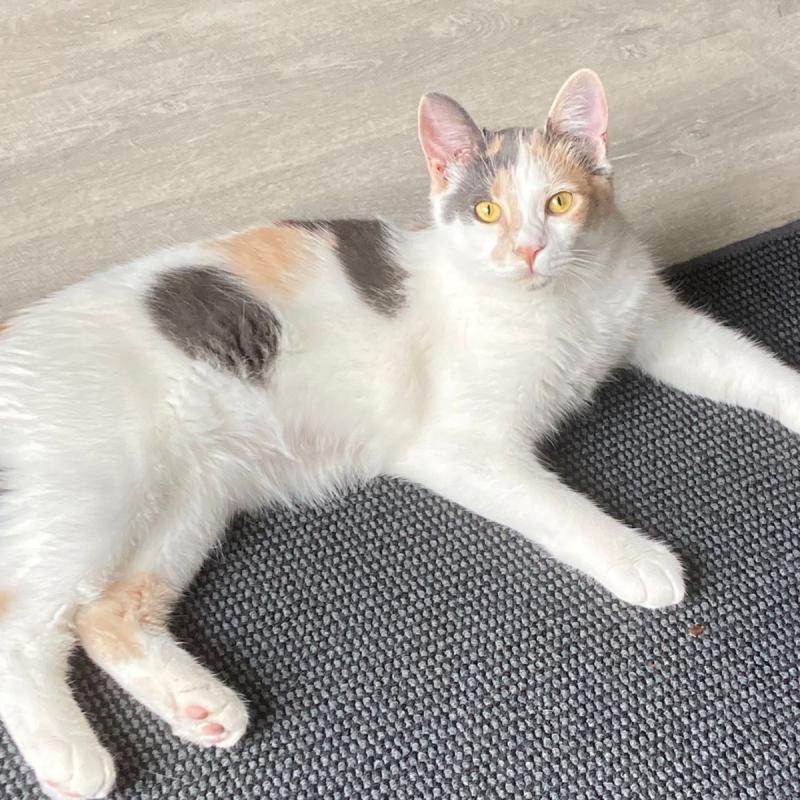 Amy
