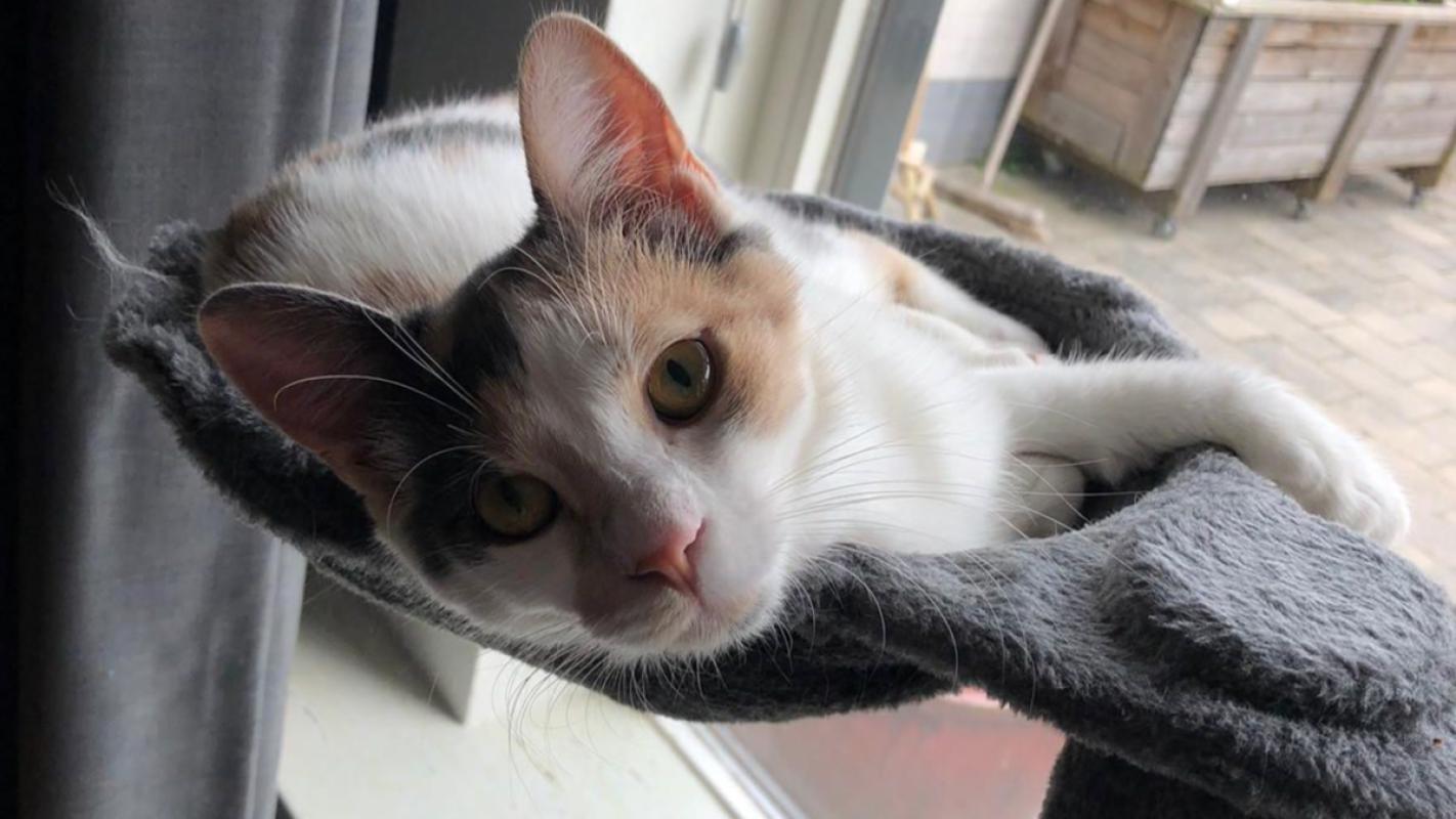 Amy