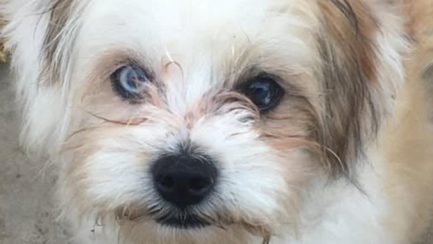 Sammy
