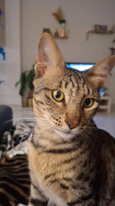 Hazel