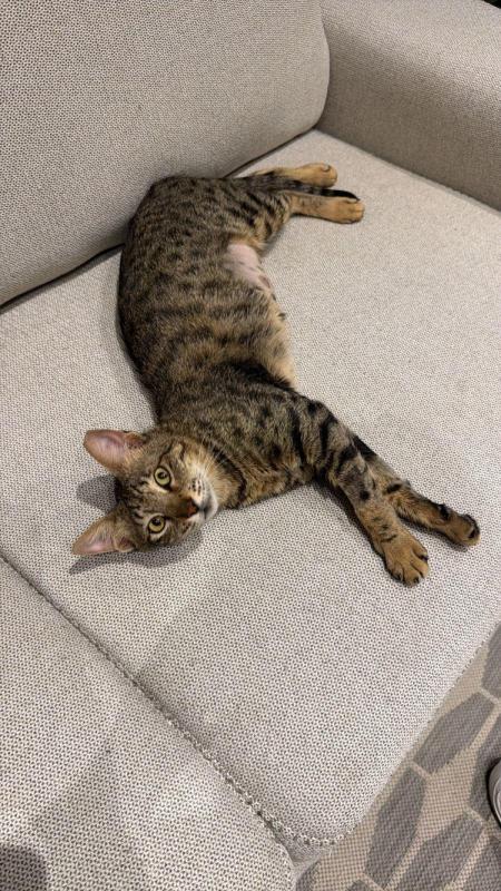 Hazel