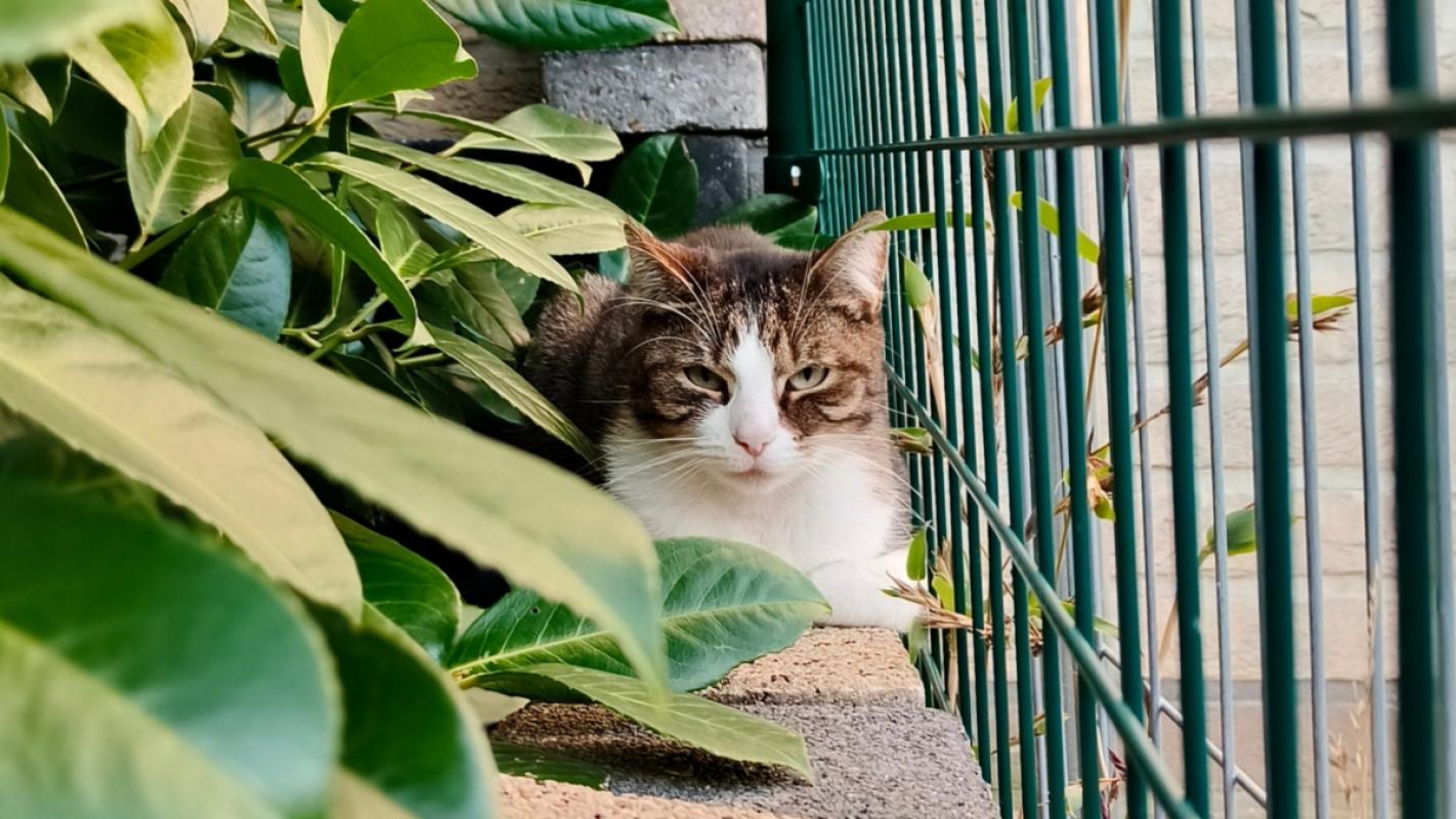 Cleopatra