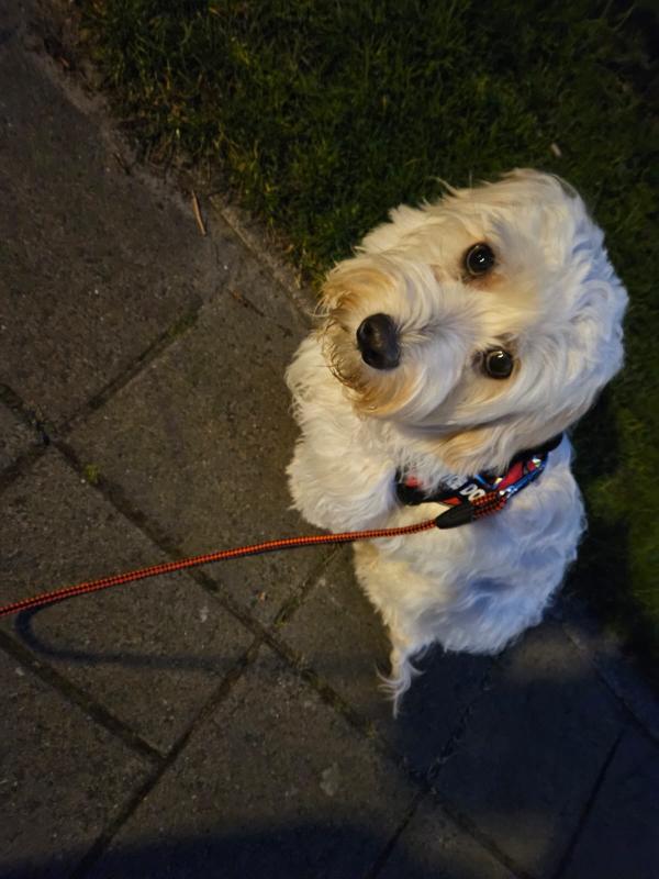 Maxie