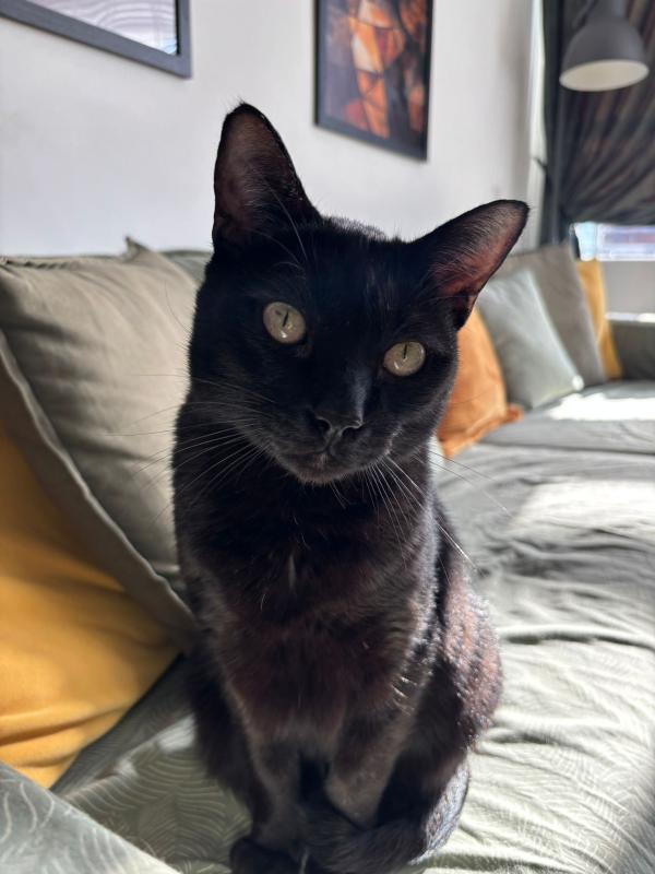 Enrique