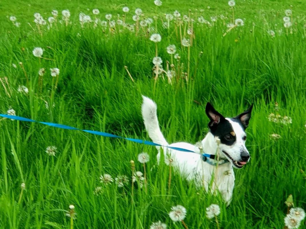 Dex