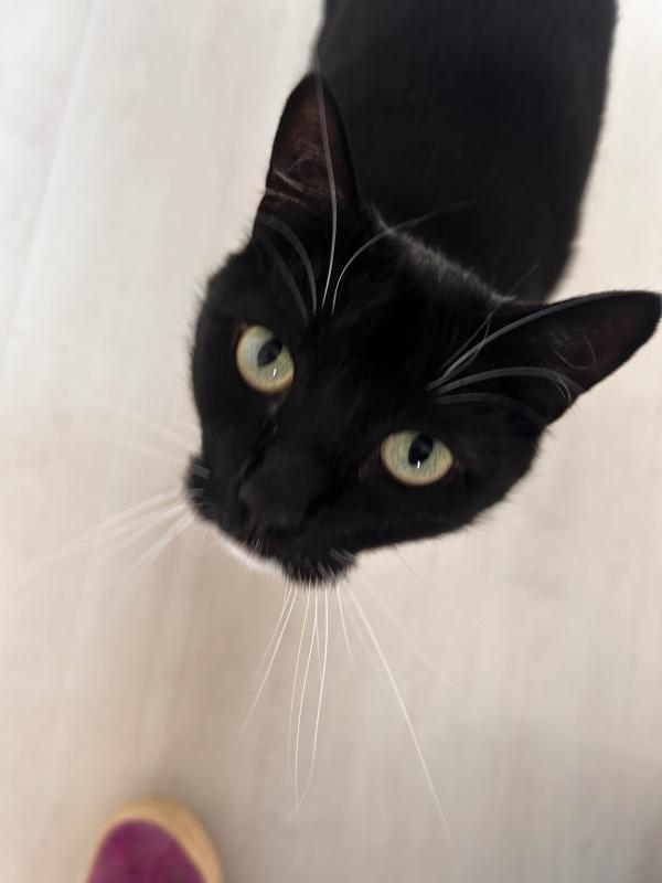 Pip
