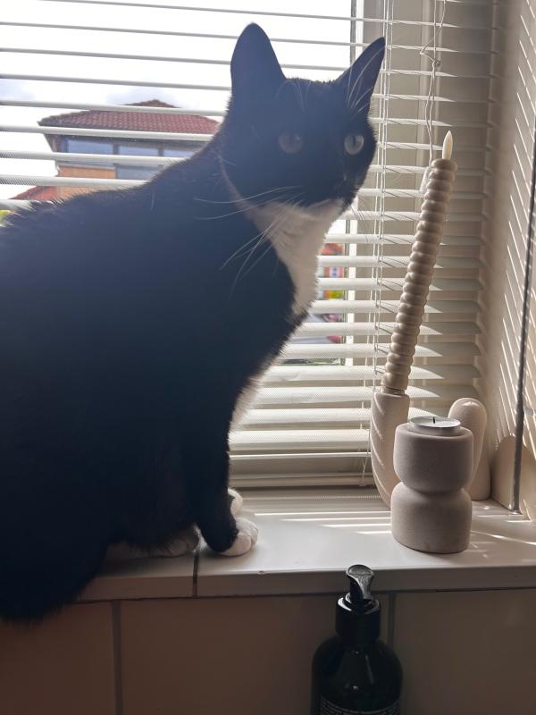 Pip