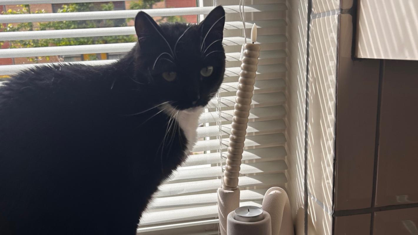 Pip