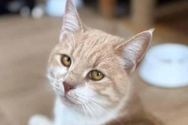 Mirada