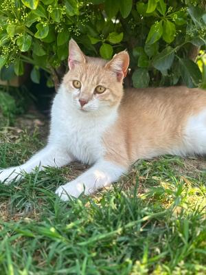Mirada