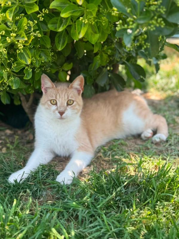 Mirada