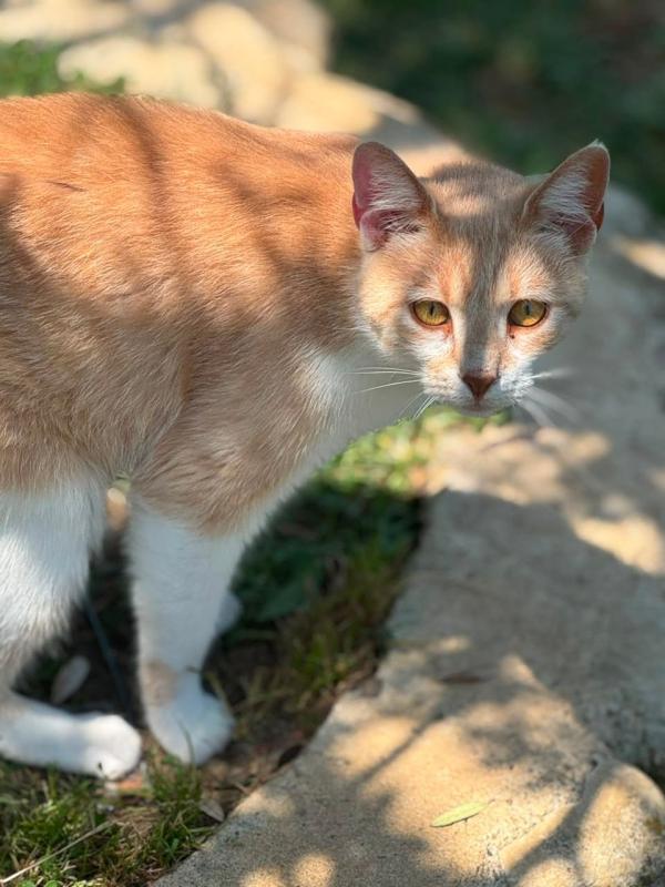 Mirada