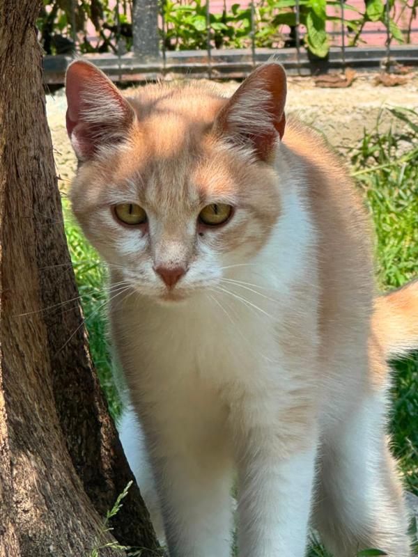 Mirada