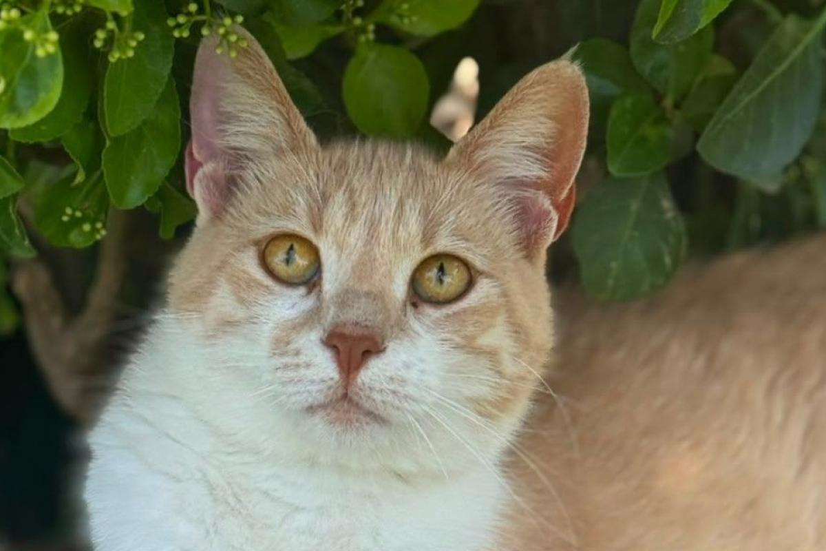 Mirada
