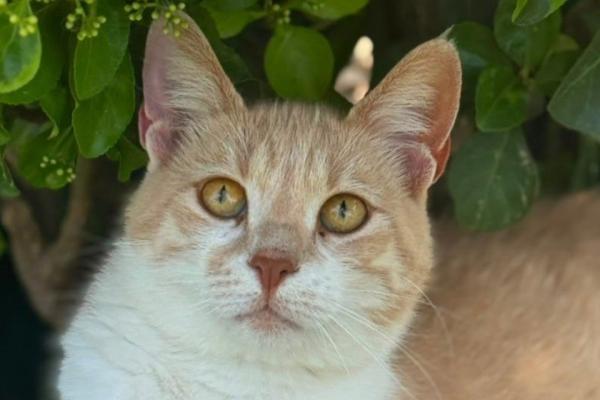 Mirada