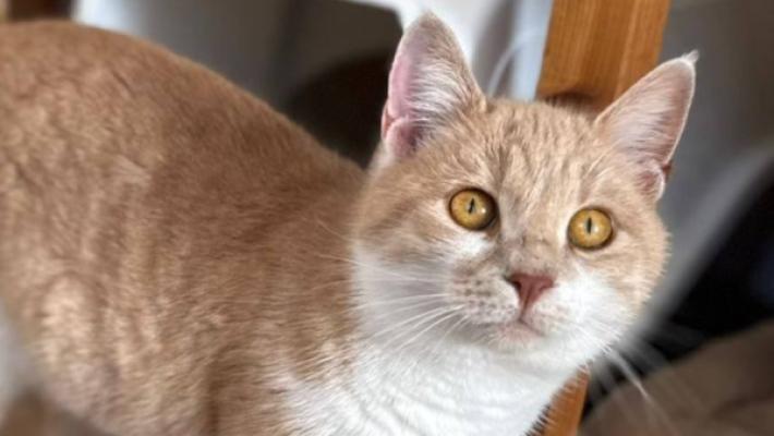 Mirada