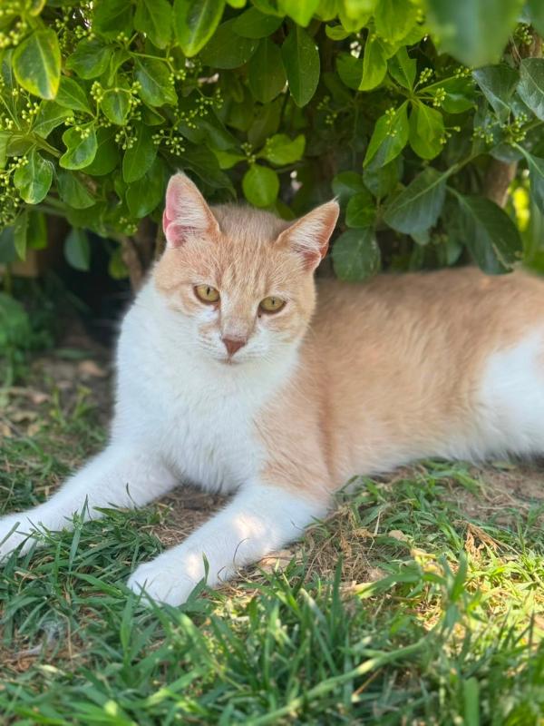 Mirada