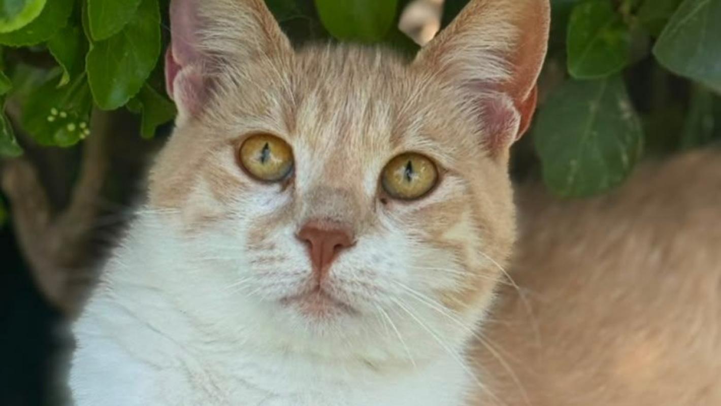 Mirada