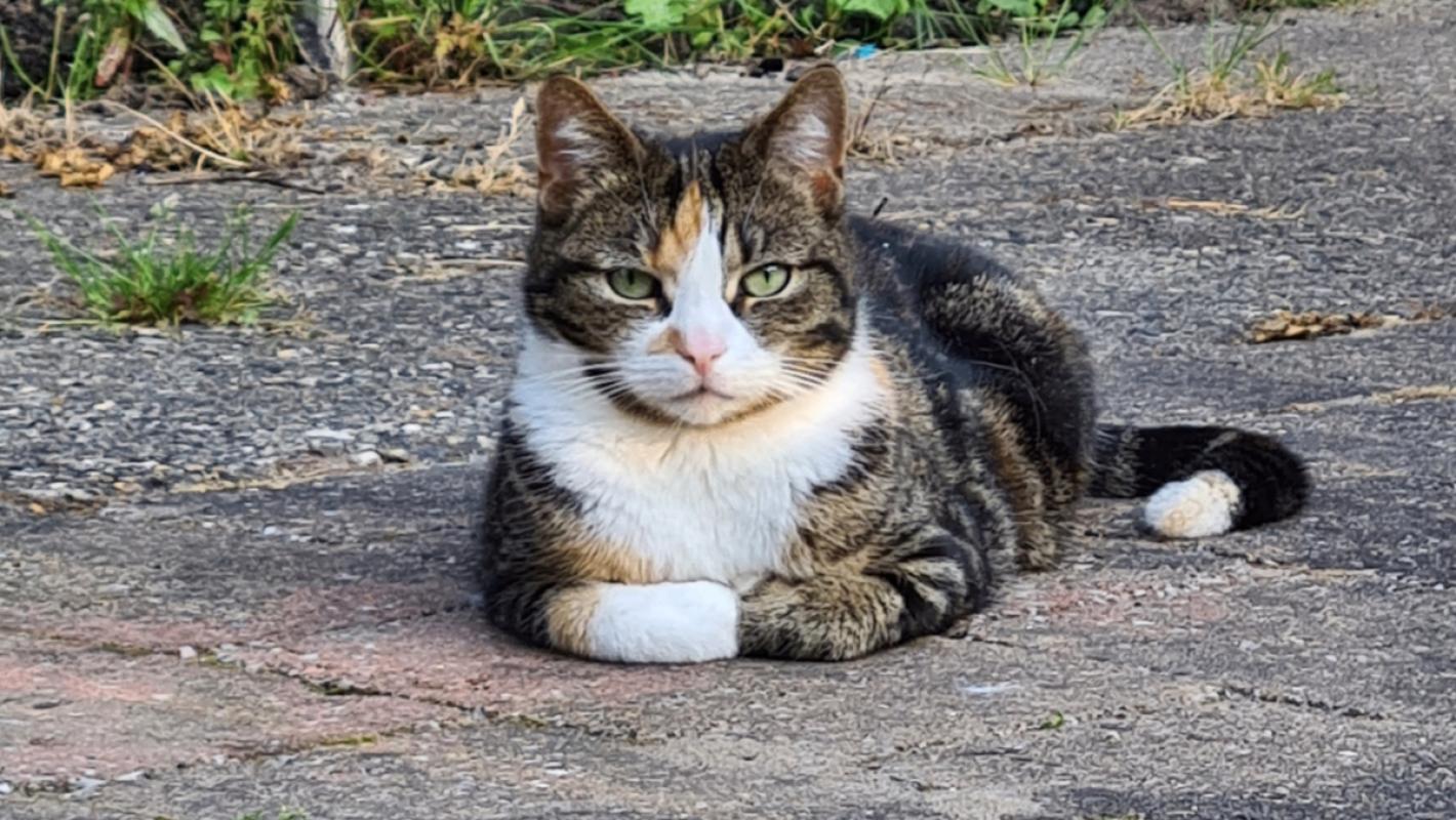 Mimi
