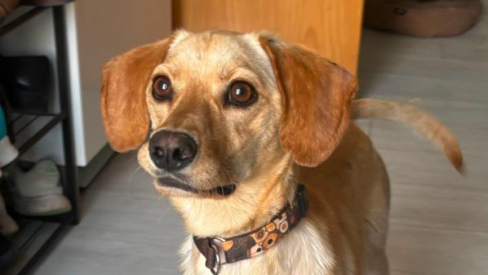 Jak