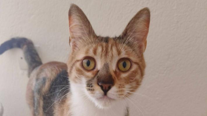 Smudge