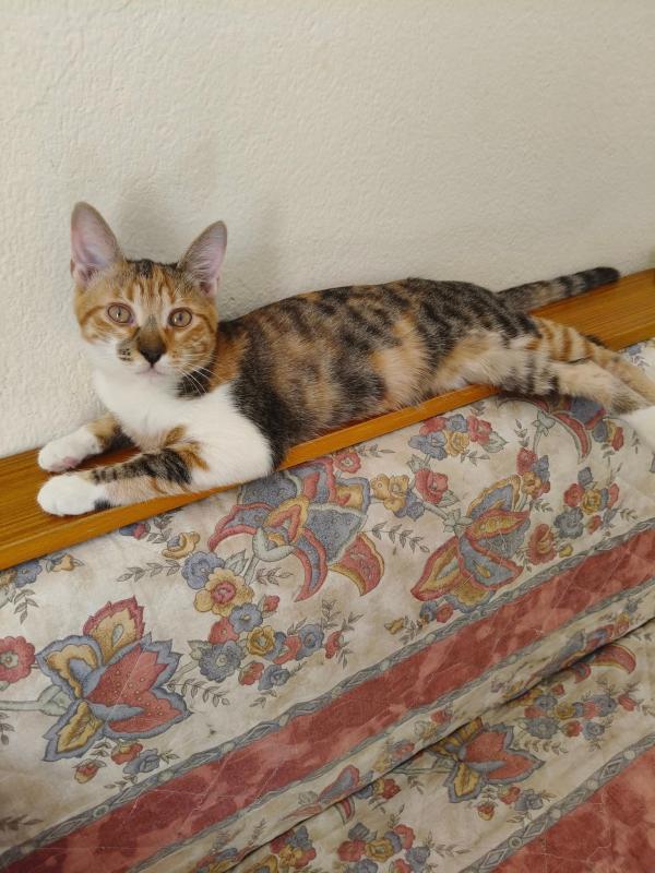 Smudge