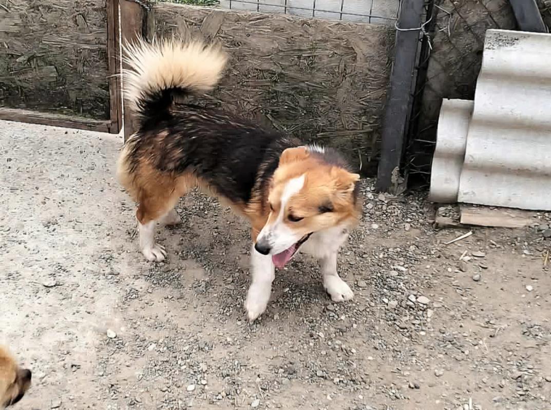 Cooper