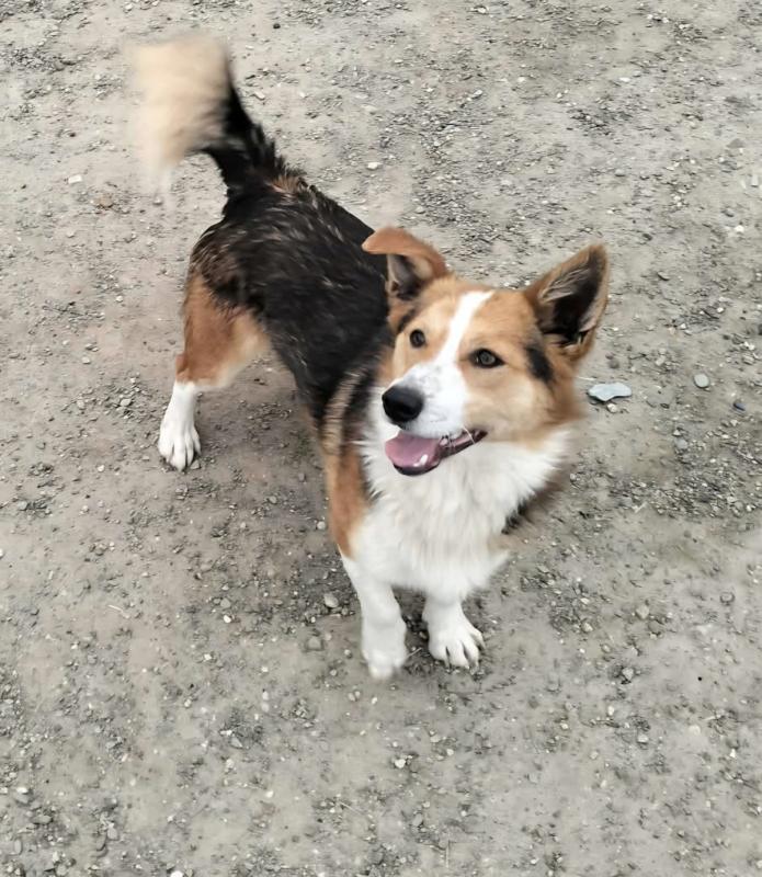 Cooper