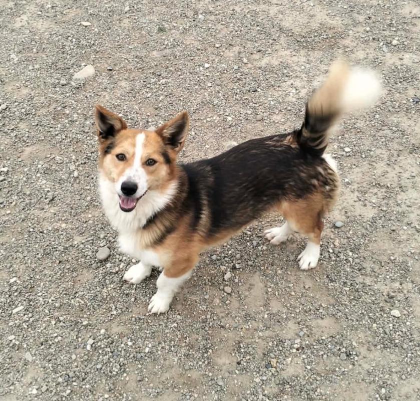 Cooper