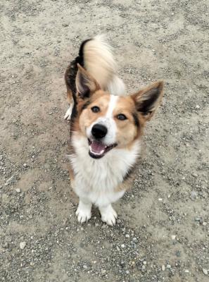 Cooper