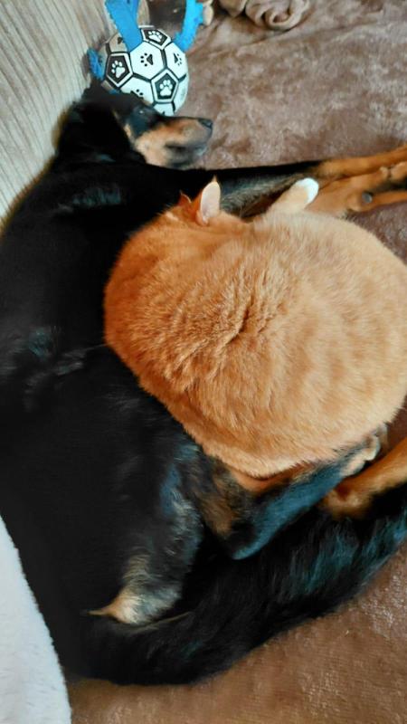 Dash