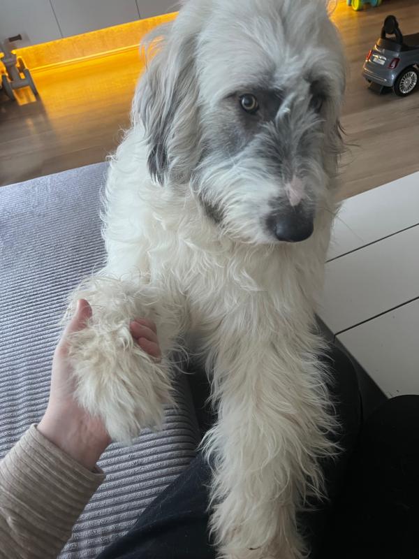 Bo