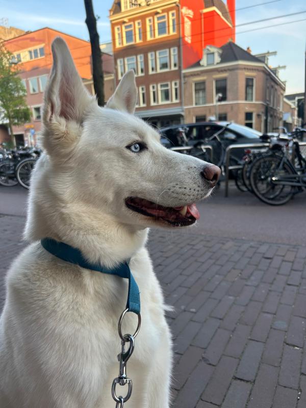 Wolf
