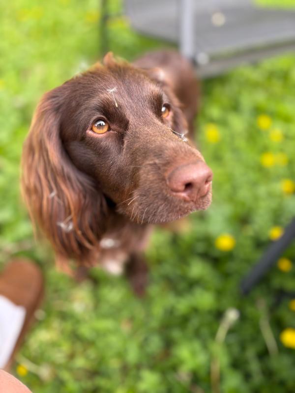 Bonnie