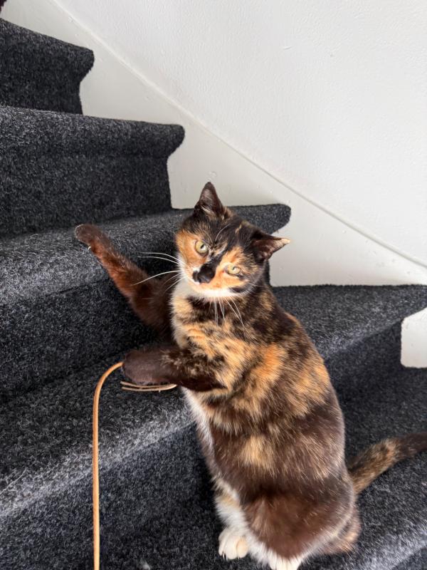 Bella