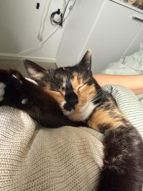Bella