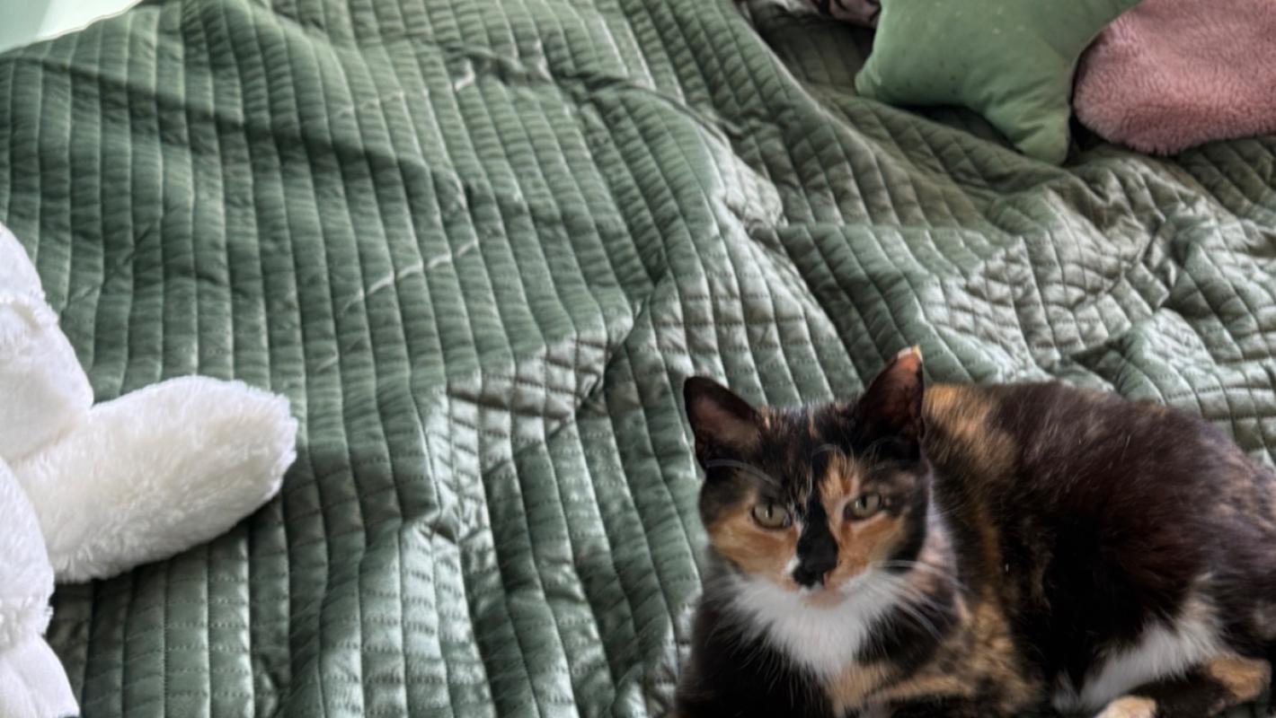 Bella