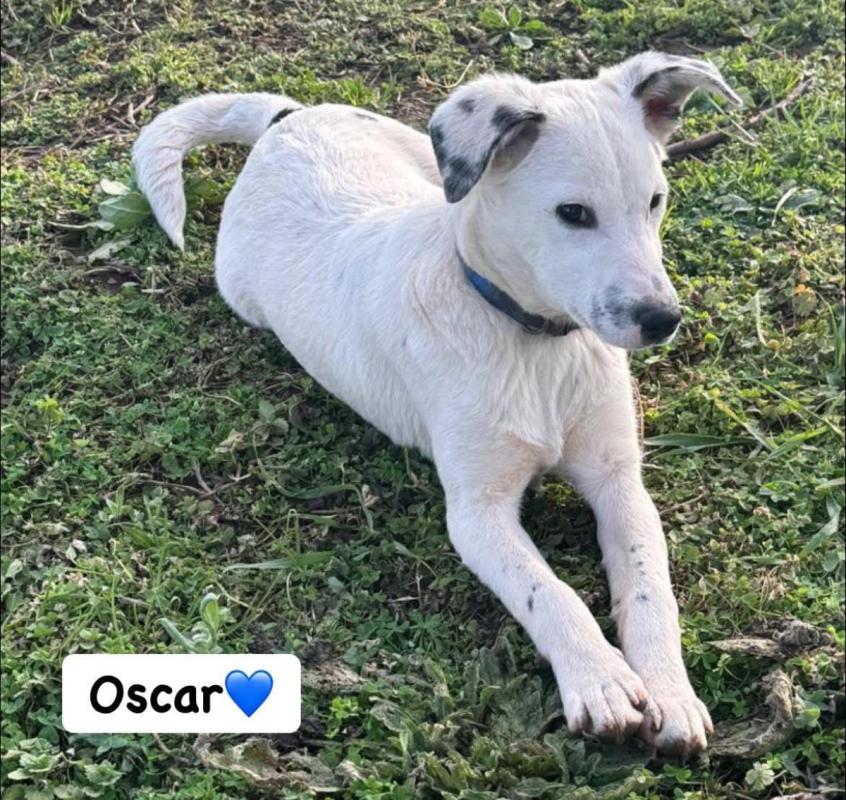 Oscar