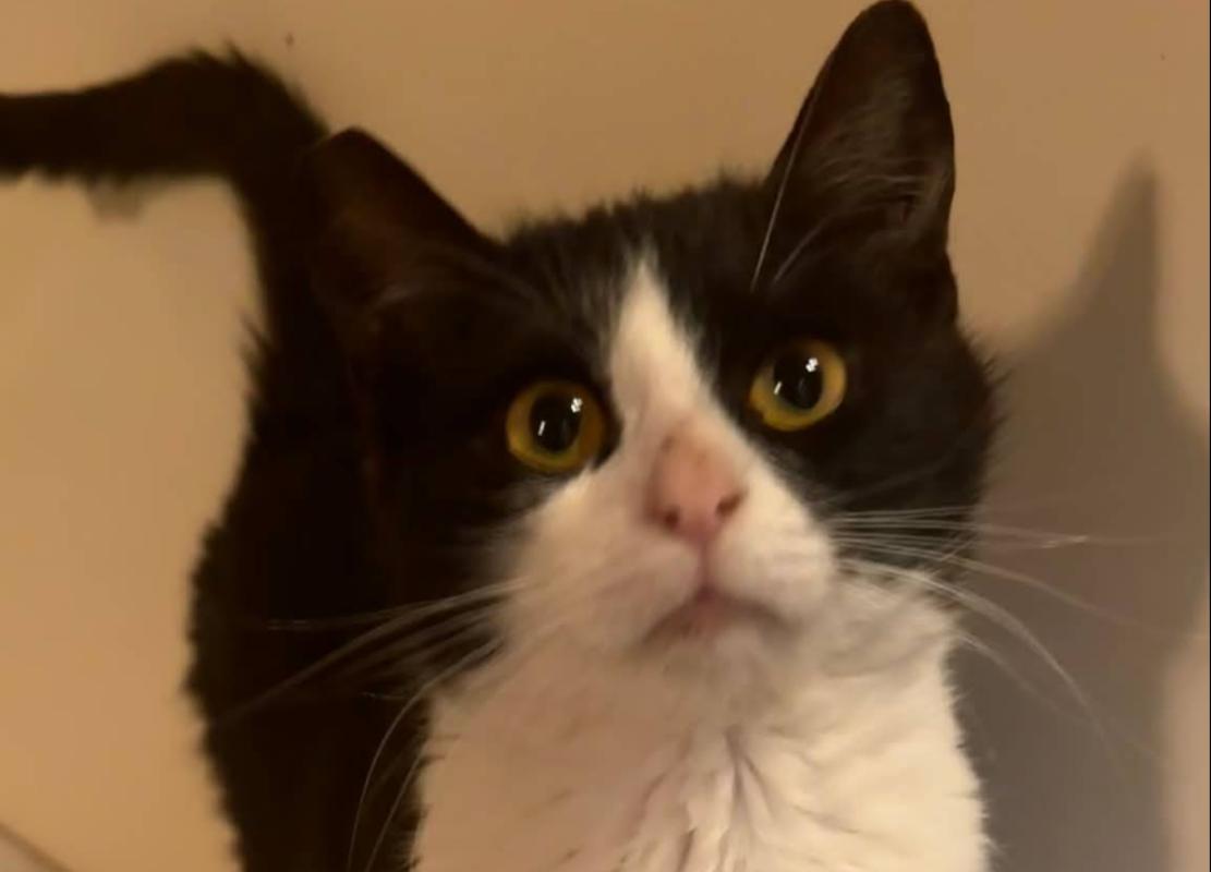 Bowie