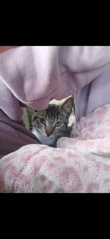 Millo