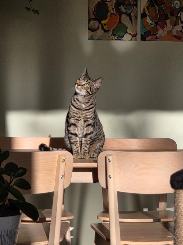Pepper